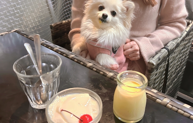 プリンと杏仁豆腐とゆめちゃん