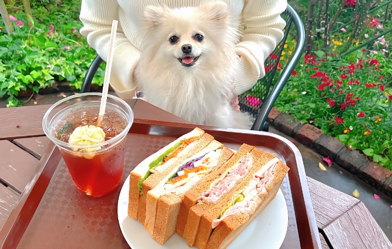サンドイッチ1