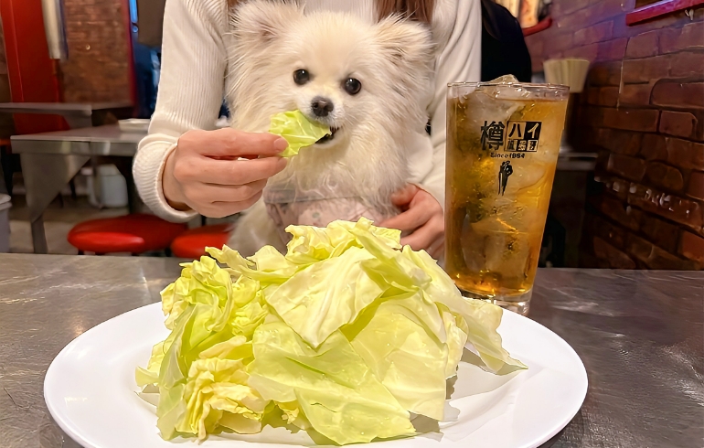 大盛りキャベツとゆめちゃん