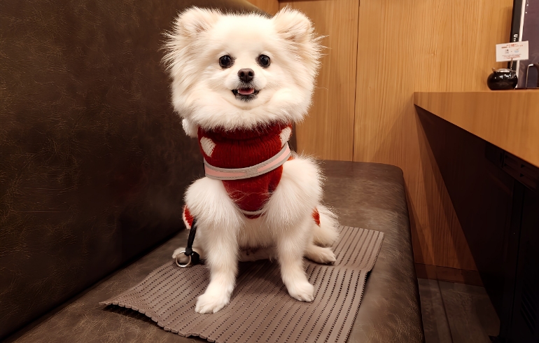 マット貸出サービスとゆめちゃん