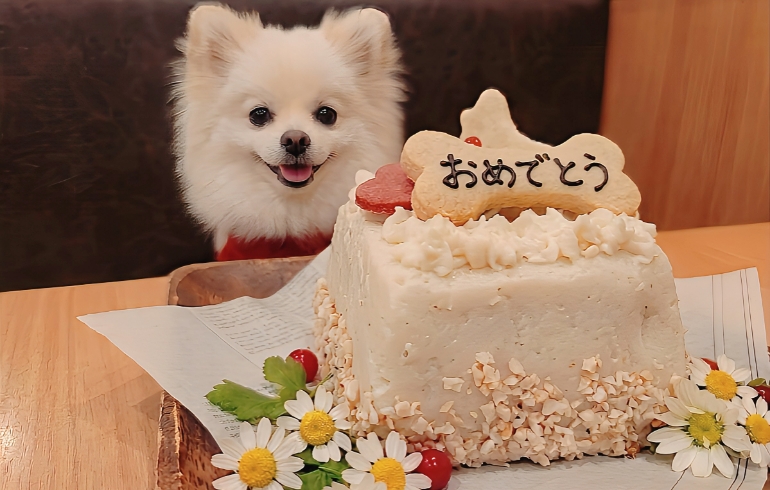 特製バースデーケーキとゆめちゃん