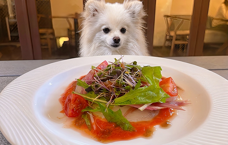 鮮魚のカルパッチョ