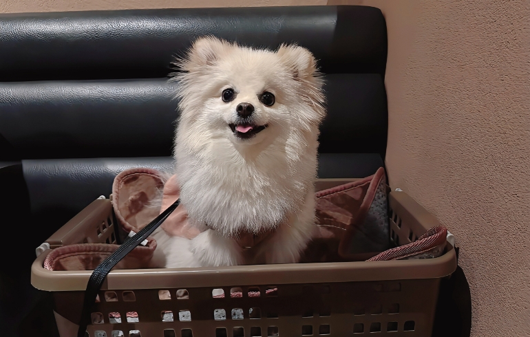 ワンちゃんの特等席