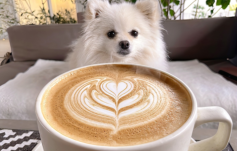 こだわりのドリンク