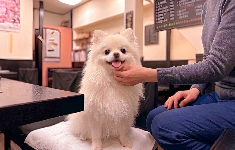 犬好き店主が温かく迎える大鵬