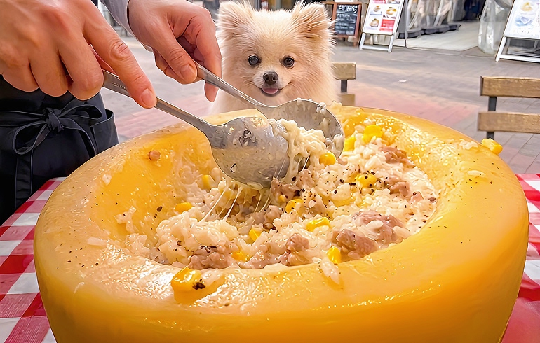 トリュフチーズリゾット グラナパダーノチーズで仕上げる
