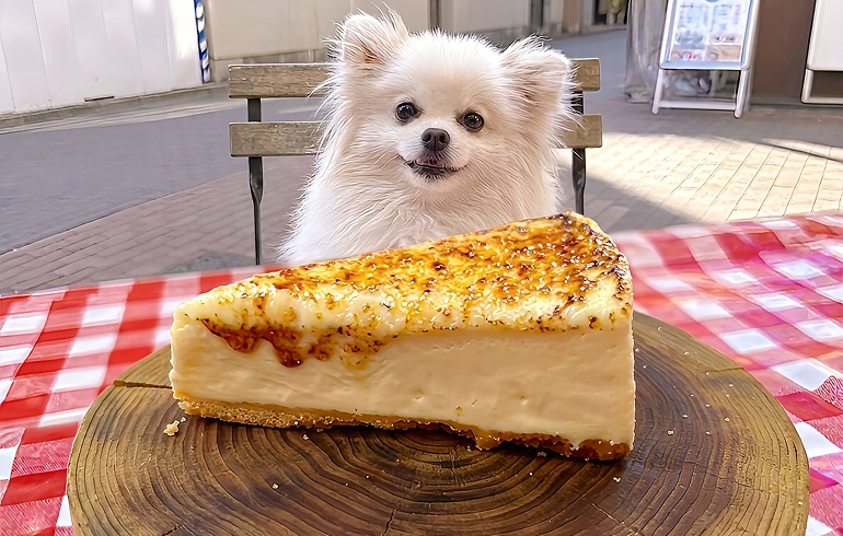 炙りチーズケーキ