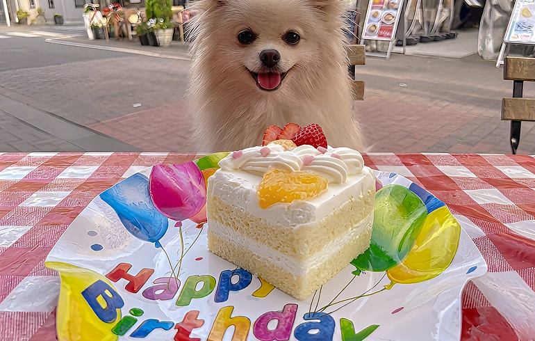 犬用バースデーケーキ 米粉 豆乳クリーム アレルギー対応