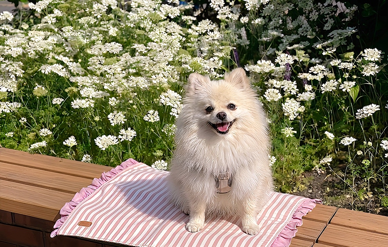 フォトスポット 草花に囲まれたお庭