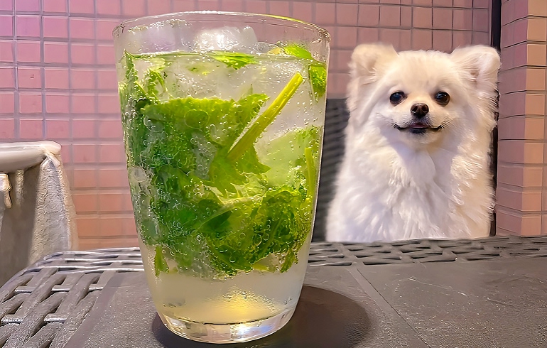 パクチーモヒート