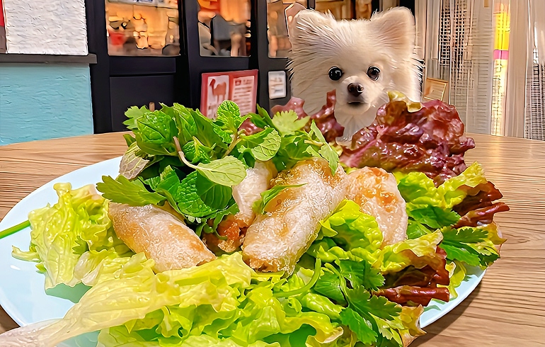 揚げ春巻き