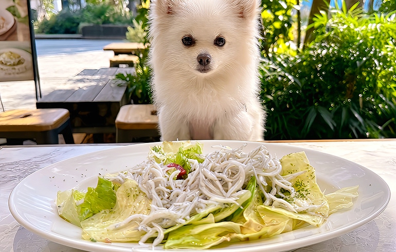 アンチョビキャベツ