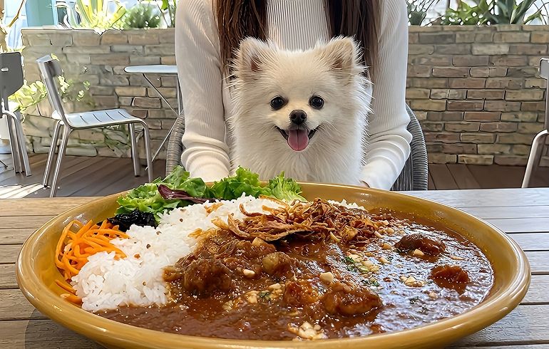 JINNAN CAFE 渋谷 スパイスチキンカレー