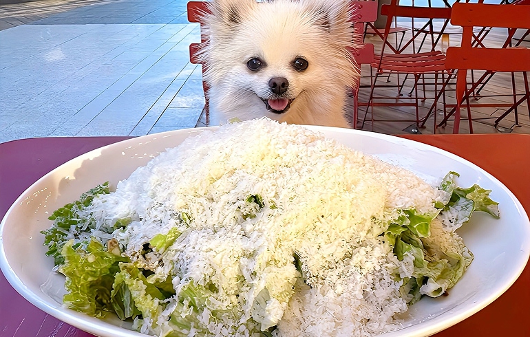 Pizzeria DA BOCCA 豊洲 チーズたっぷりシーザーサラダ