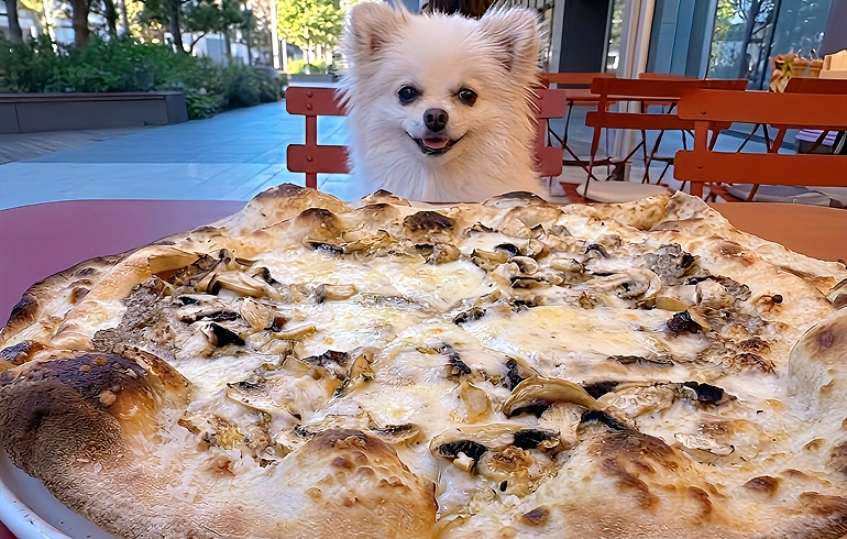 Pizzeria DA BOCCA 豊洲 フンギ