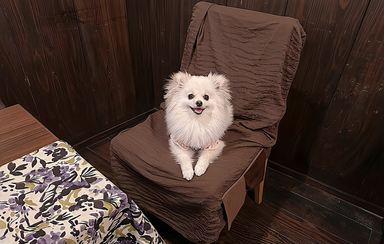 ワンちゃん専用シートサービス