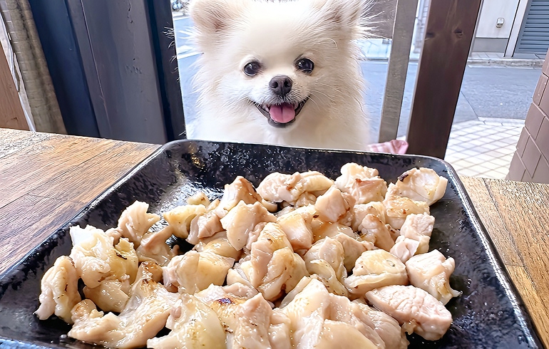 犬用メニュー