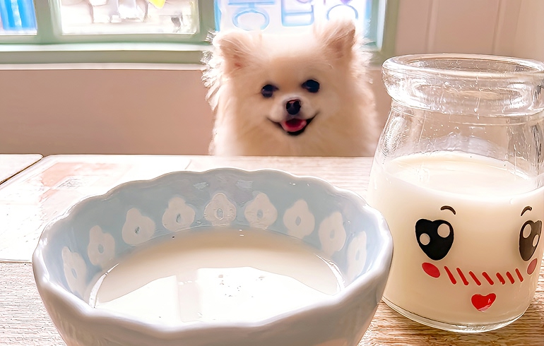 犬用メニュー