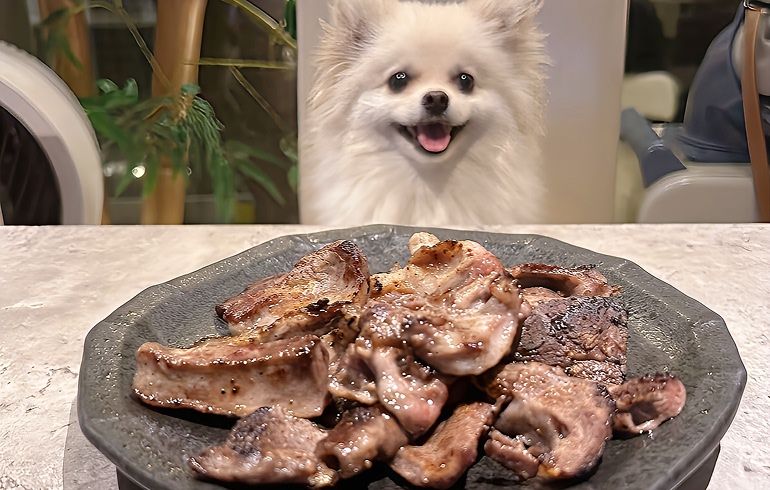TEJI TOKYO テジトウキョウ 犬用メニュー