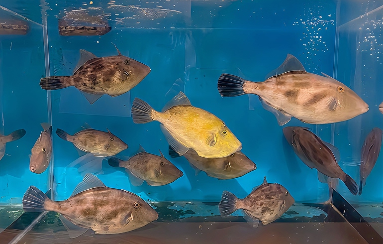 生け簀から揚げた活魚をお刺身に