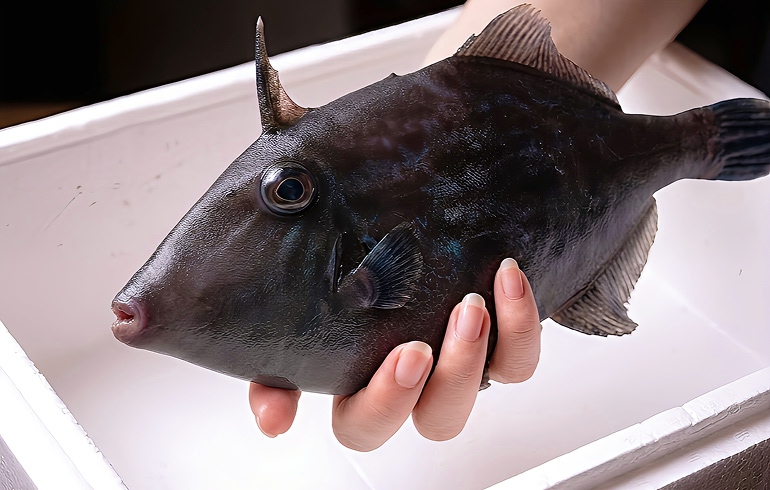 魚がしどまん中 神楽坂店 お店のこだわり
