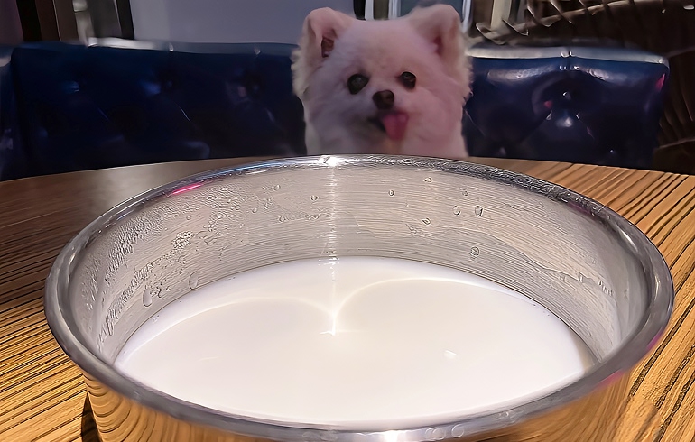 犬用メニュー