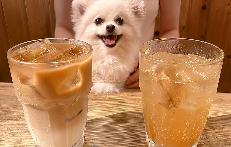大人気の居酒屋カフェ