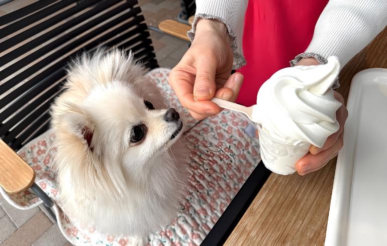 看板犬ゆめの写真 2枚目