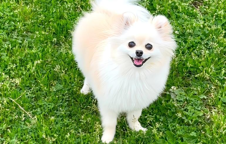 看板犬ゆめのプロフィールページを公開いたしました！