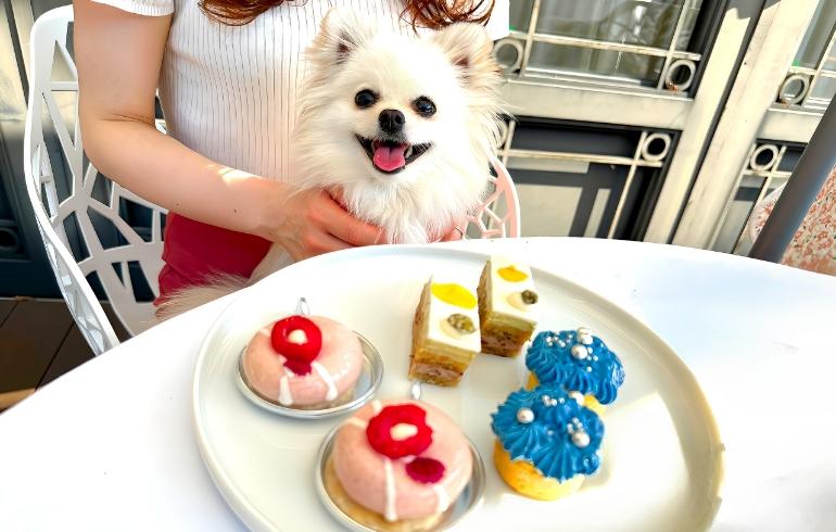 看板犬ゆめの写真 4枚目
