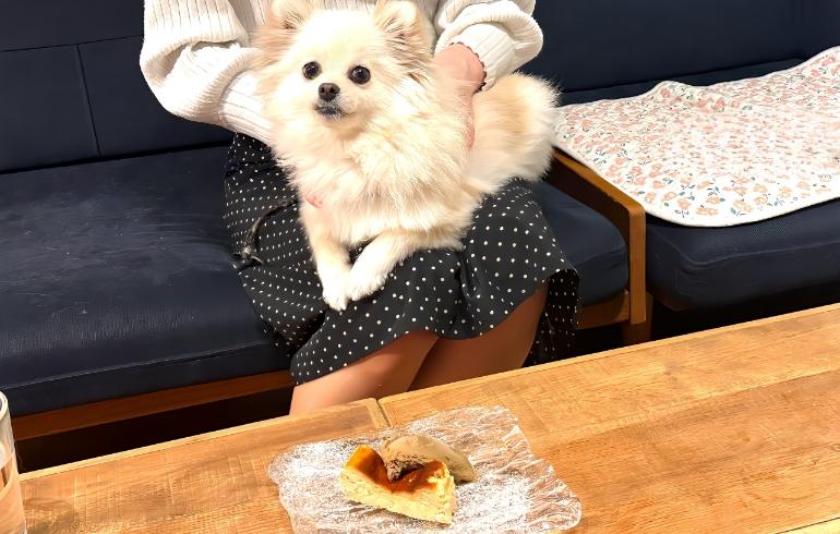 ゆめとブルーチーズケーキとほうじ茶アイス