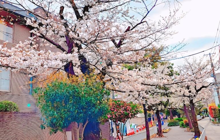 桜3 桜3
