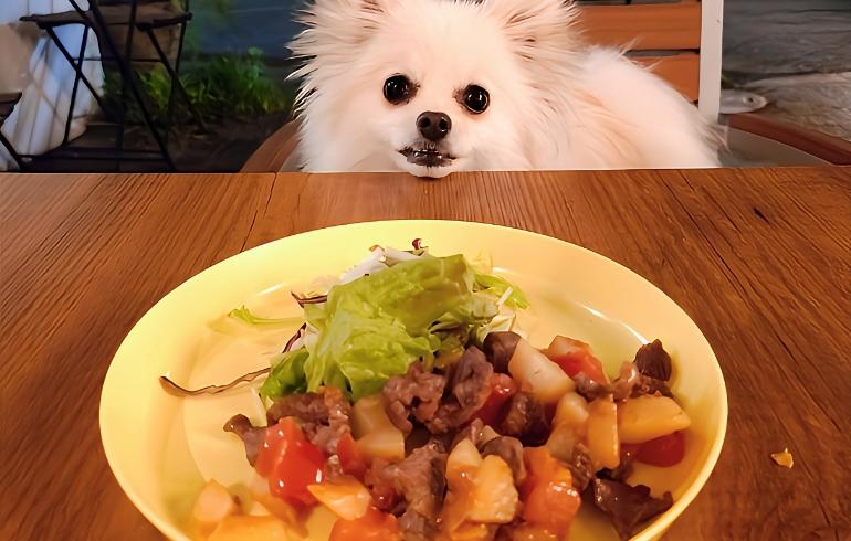 犬のごはん