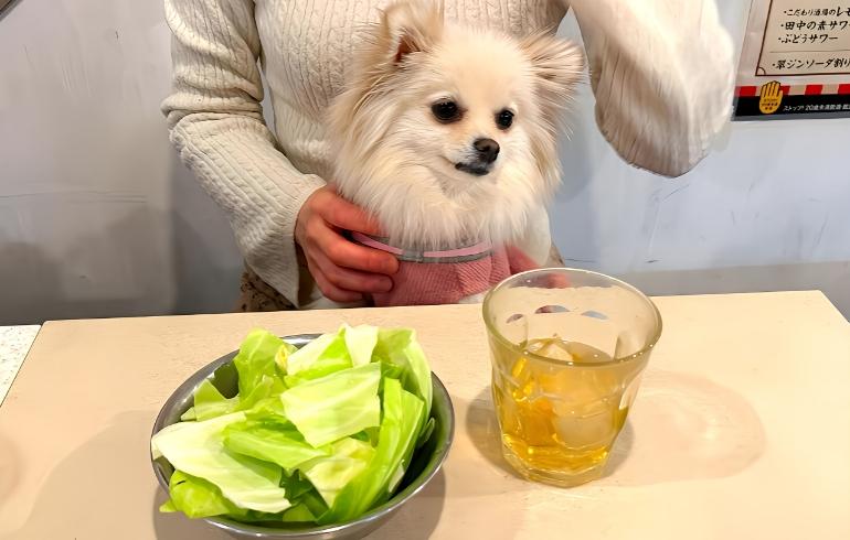 お通しのキャベツ お通しのキャベツ