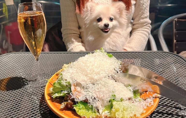 マッシュルームとペコリーノチーズのサラダとゆめちゃん マッシュルームとペコリーノチーズのサラダとゆめちゃん