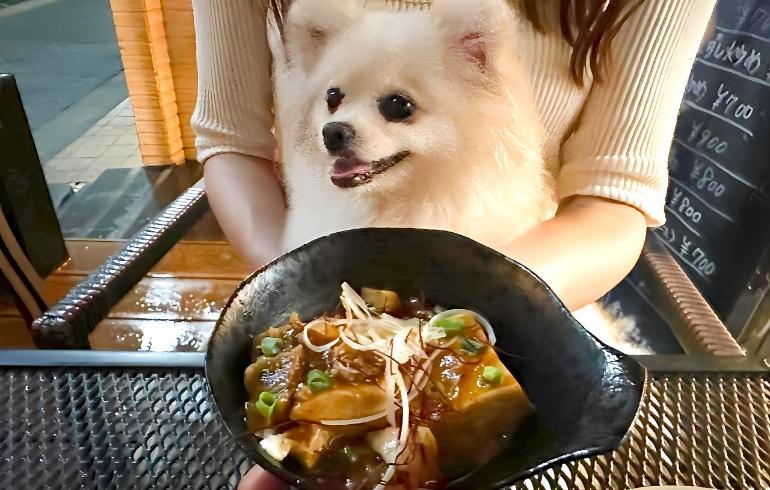 麻婆豆腐とゆめちゃん