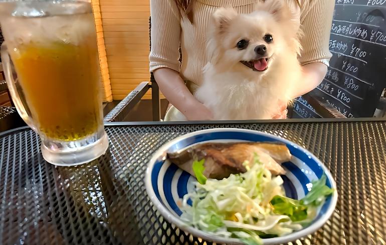 お食事処ちゃちゃの写真（ワンちゃんサービス）4枚目