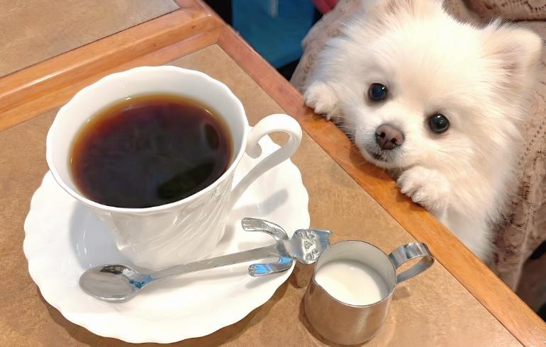 コーヒー