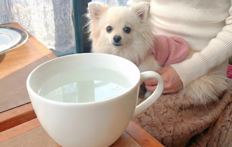 お水サービスとゆめちゃん