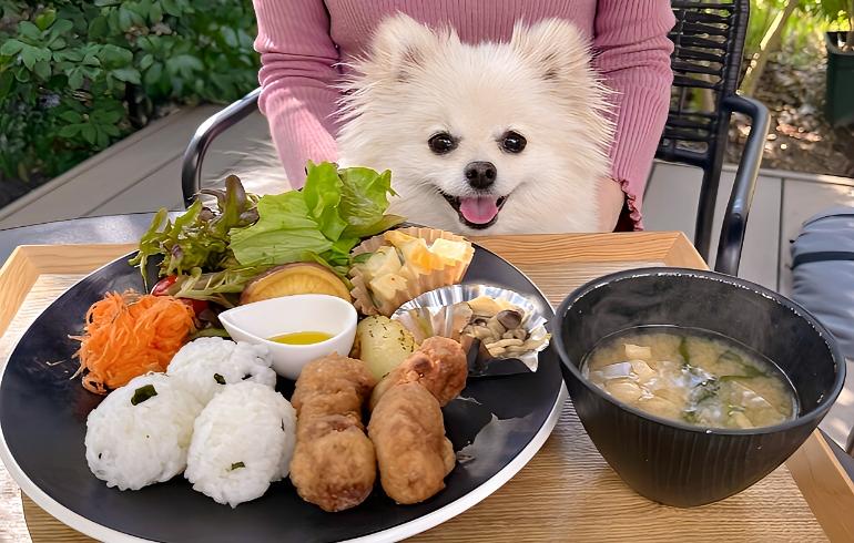 緑風庵ワンプレート