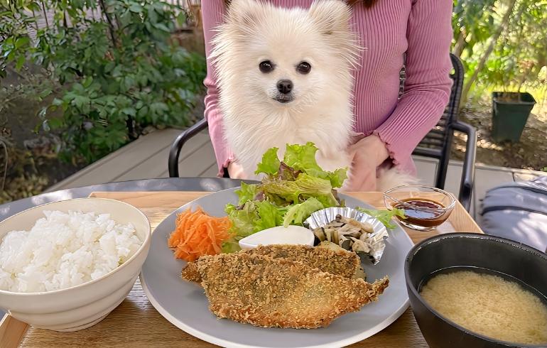 日替わりランチ