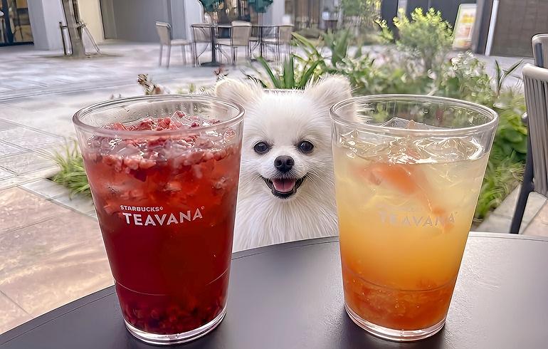 スターバックス ティー&カフェ BASEGATE横浜関内店 - 写真 4