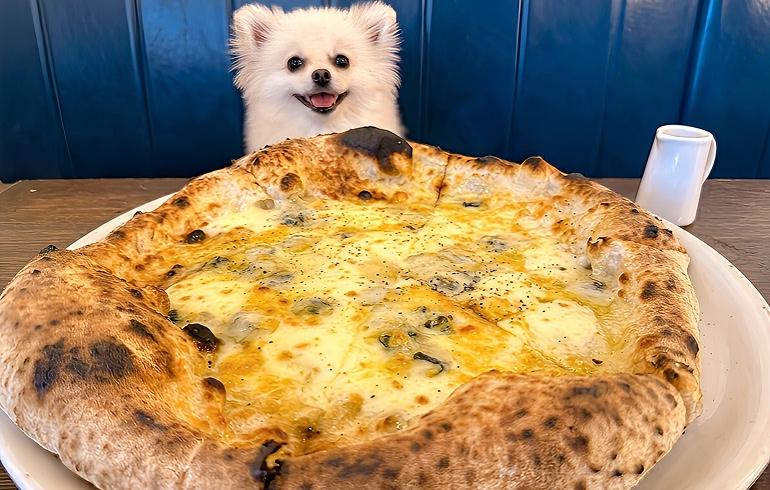 Pizzeria 244（ピッツェリア ニーヨンヨン） - 写真 3